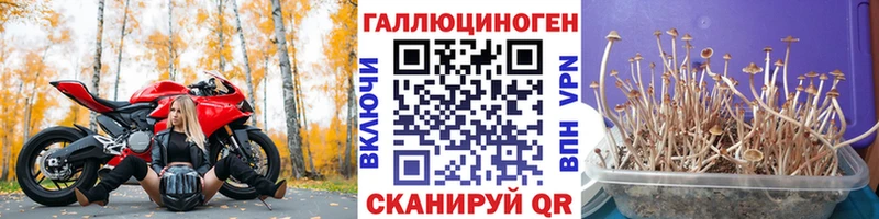 Псилоцибиновые грибы Psilocybine cubensis  Александровск-Сахалинский 